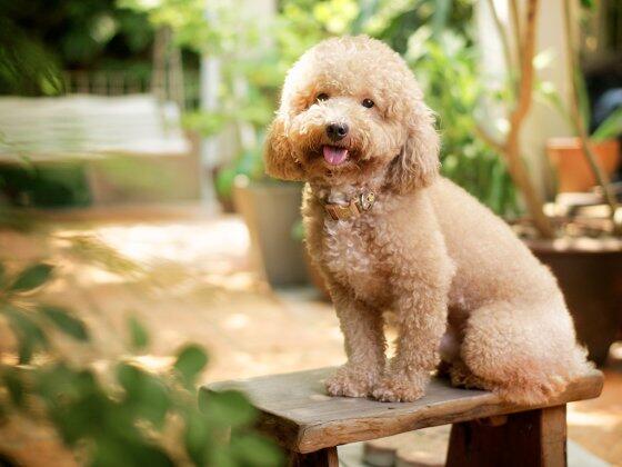 POODLE