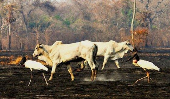 pantanal incendio