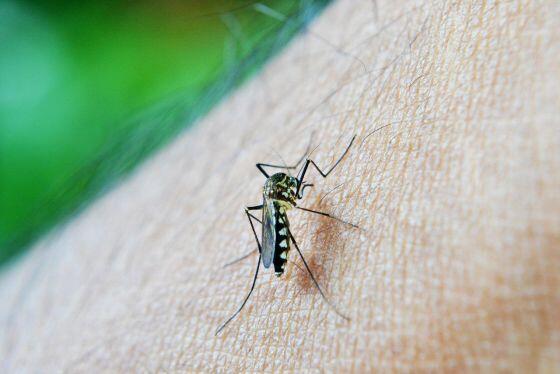 DENGUE