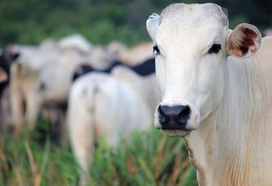 vaca