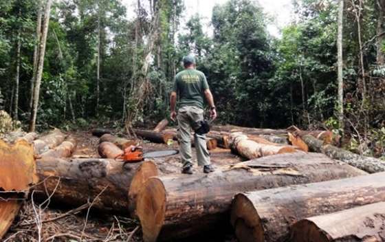 Desmatamento Amazônia