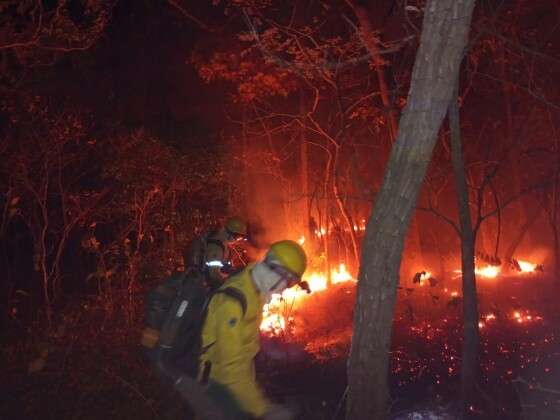 fogo pantanal