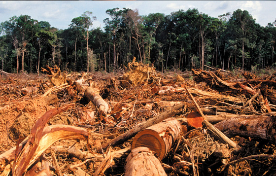 Desmatamento na Amazônia