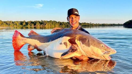 Pirarara gigante é capturada em Mato Grosso