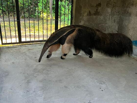 TAMANDUA MINGA