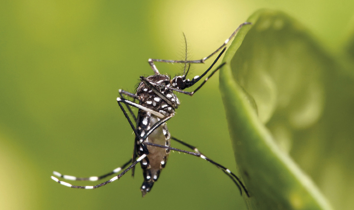 Aedes Aegypti