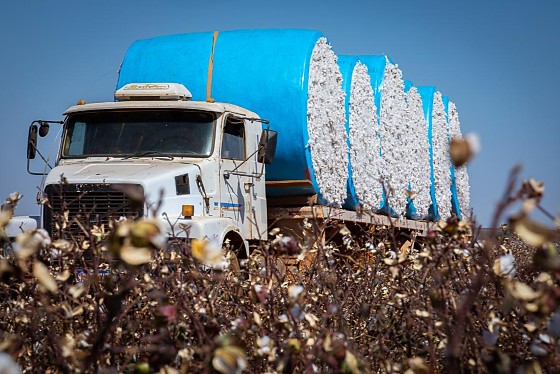 Algodão está entre os produtos de Mato Grosso 